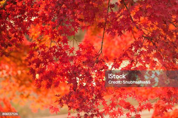 Photo libre de droit de Vibrant Automne Japanese Maple Leaves Paysage Avec Arrièreplan Flou banque d'images et plus d'images libres de droit de Kamakura