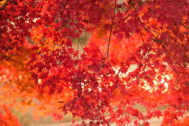 Vibrant Japanese Autumn Maple leaves Landscape with blurred background Vibrant Japanese Autumn Maple leaves Landscape with blurred background in horizontal frame kyoto prefecture photos stock pictures, royalty-free photos & images