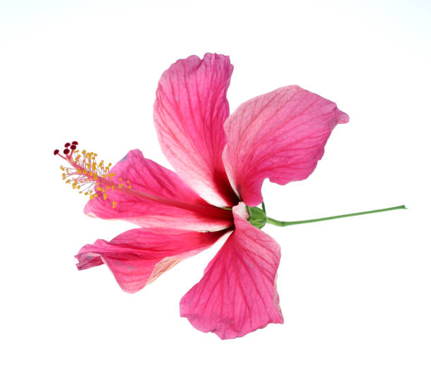 istock Pink hibiscus isolated on white background 806139496