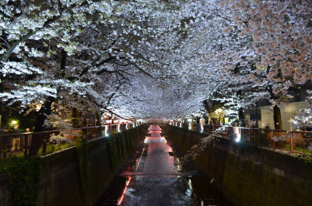 istock night cherry blossom (sakura) at Meguro river, tokyo 806139628