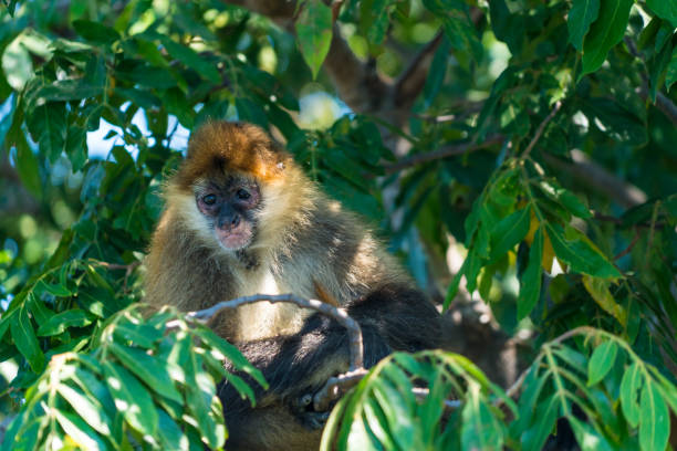 mono capuchino en la solitaria isla del grupo de islotes de las islas en el lago de nicaragua - beauty in nature day animal monkey fotografías e imágenes de stock