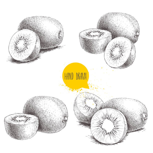 ilustrações, clipart, desenhos animados e ícones de mão desenhada kiwi fruta conjunto de ilustração vetorial. croqui design de estilo vetor isolado no fundo branco. fruta tropical. - fruta kiwi