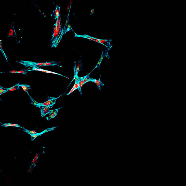 組織培養研究の目的のために成長している複数の人間の腫瘍転移細胞の螢光抗体 - stem cell human cell animal cell science ストックフォトと画像