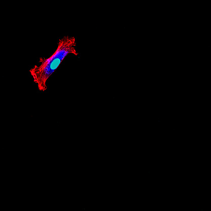 Immunofluorescence of single human cell with nucleus in pale blue and cytoskeleton in red