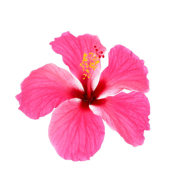 istock Pink hibiscus isolated on white background 806152484