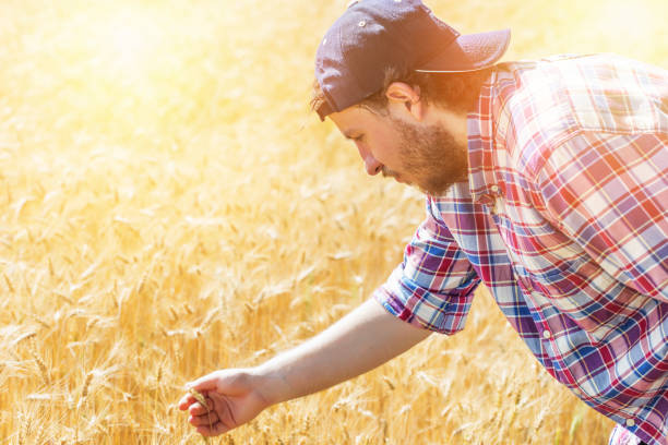 istock Close up of hands examining wheat growth 806156904
