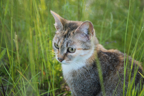 istock Kitten hiding in the green grass 806158768