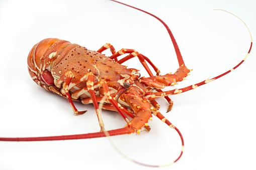 live lobster isolate on white background