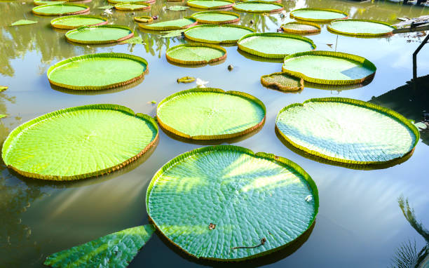 istock Close up Victoria amazonica in the pond 806162978