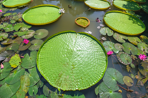 Close up Victoria amazonica in the pond with giant green leaves cover the pond surface to create a beautiful landscape in nature