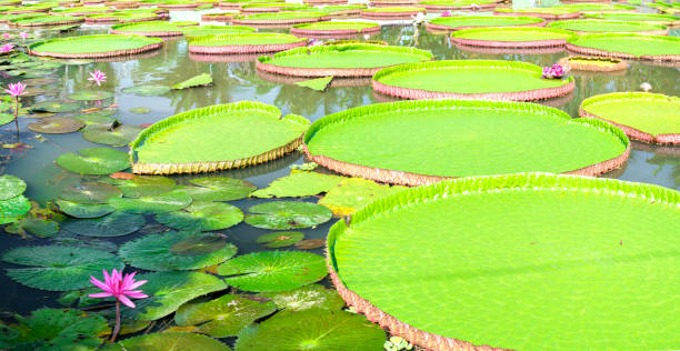 wiktoria amazonica w stawie - victoria water lily zdjęcia i obrazy z banku zdjęć