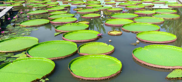 istock Victoria amazonica in the pond 806163064