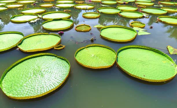 istock Victoria amazonica in the pond 806163122