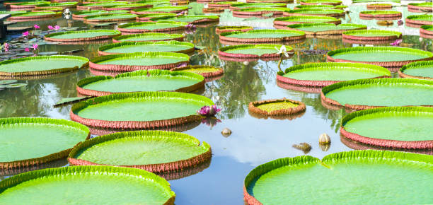 istock Victoria amazonica in the pond 806165242