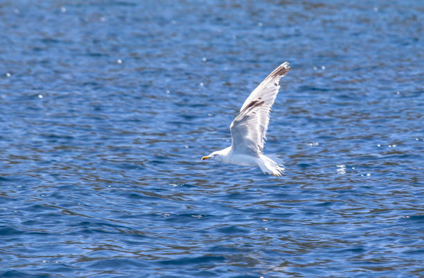 istock Seagull flying over the sea 806165376