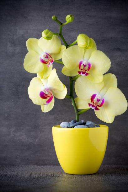 istock Yellow orchid on the grey background. 806165442