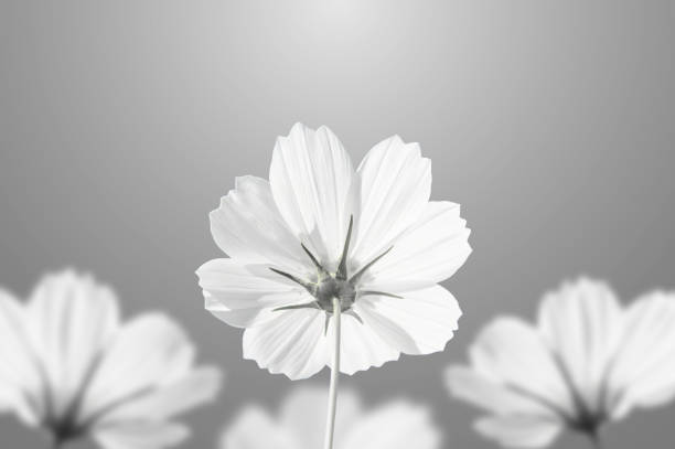 Garlic flower