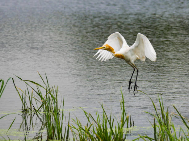 istock Eastern Cattle Egret in the swamp 806170042