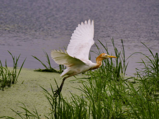 istock Eastern Cattle Egret in the swamp 806170072