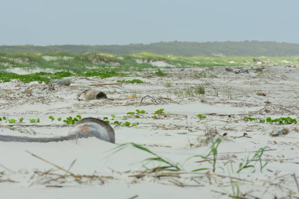 istock Scattered palm trunks and other debris on coast after hurricane 806170442
