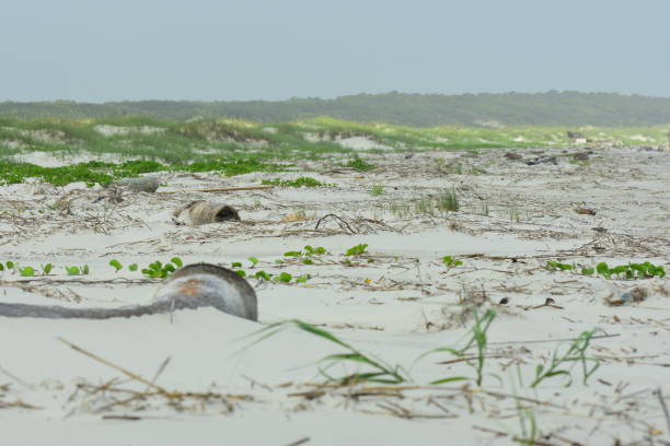 Scattered palm trunks and other debris on coast after hurricane Tree trunks being buried by windblown beach sand lie among washed up debris high up on the beach. Photo taken at Cumberland Island National Seashore cumberland island georgia photos stock pictures, royalty-free photos & images