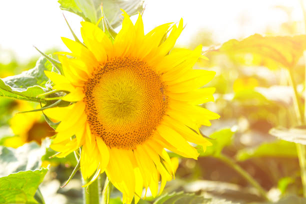 istock Yellow sunflower in field 806173422