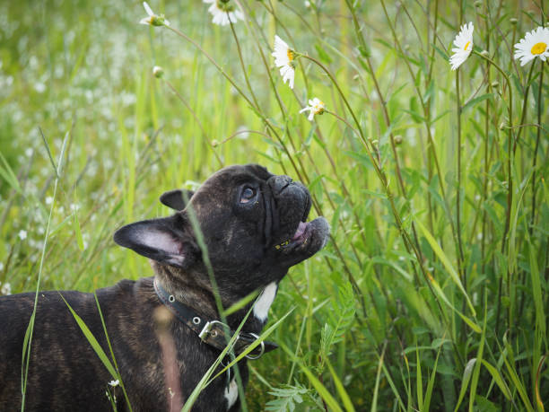 istock Funny dog watching flowers of chamomile. Tall grass 806173476