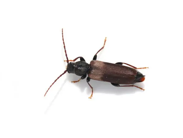 Photo of Tetropium fuscum longhorn beetle