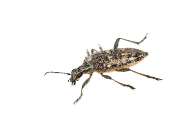 istock Rhagium inquisitor longhorn beetle 806173658