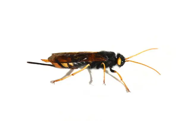 Female of the giant wood wasp Urocerus gigas on white background