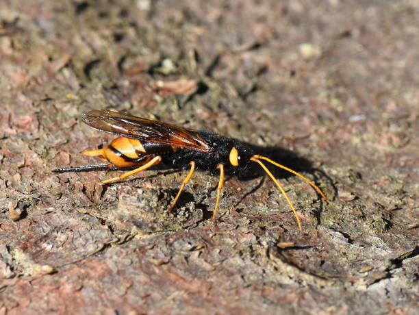 istock Horntail woodwasp Urocerus gigas 806173662