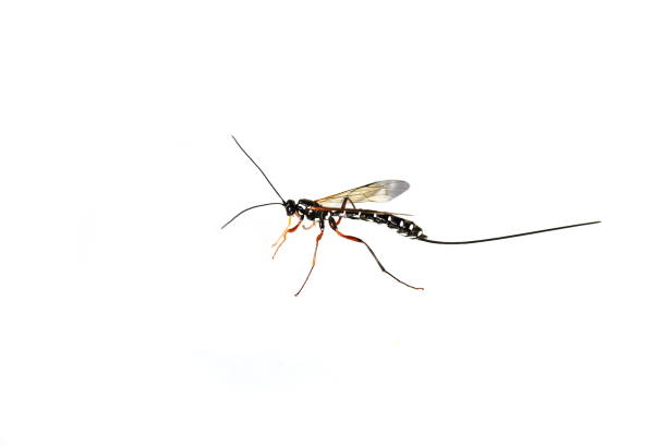istock Sabre wasp Rhyssa persuasoria 806173682