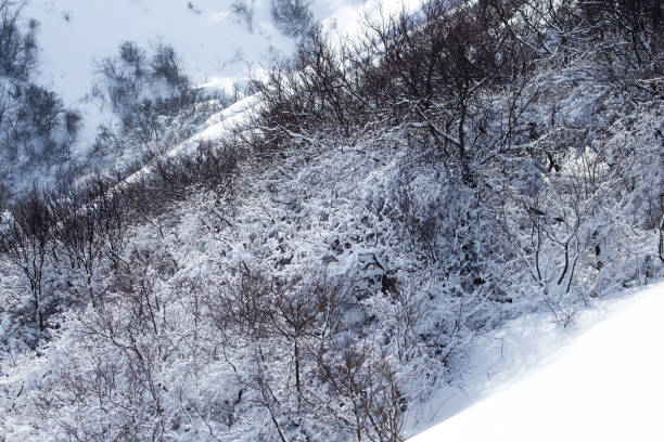 istock Tree in the snow in winter in the mountains 806176236