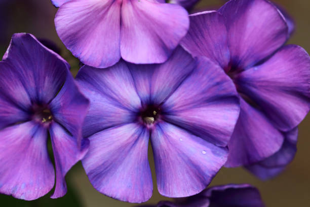 istock Phlox paniculata Blue Paradise flowers 806176444