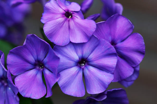 istock Phlox paniculata Blue Paradise flowers close up 806178456