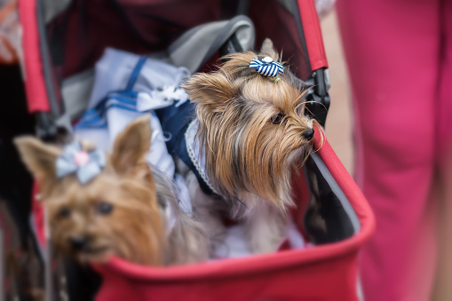 Funny Yorkshire Terriers in a red children's pram. Sometimes dogs for their owners replace children. Concept of friendship between man and dog