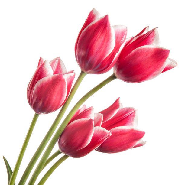 istock Bouquet of flowers isolated on a white background 806178704
