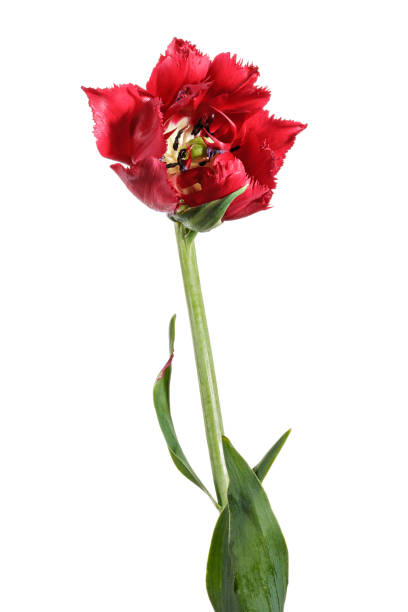 istock Single red full tulip isolated on a white background 806178954