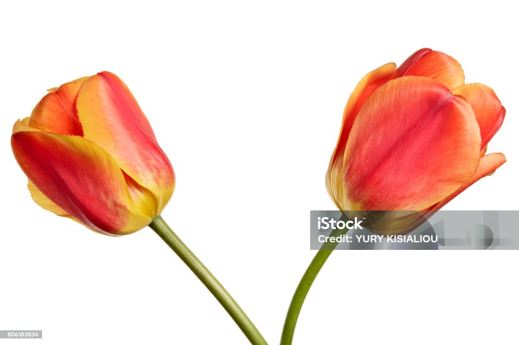 Isolated tulips on a white background Arrangement Stock Photo