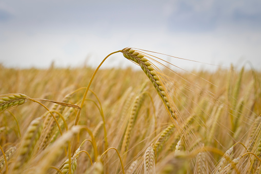 Winter barley crop in June. Lincolnshire, England, UK