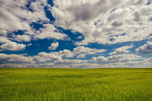 istock Cloudy blue sky over green grain field 806186960