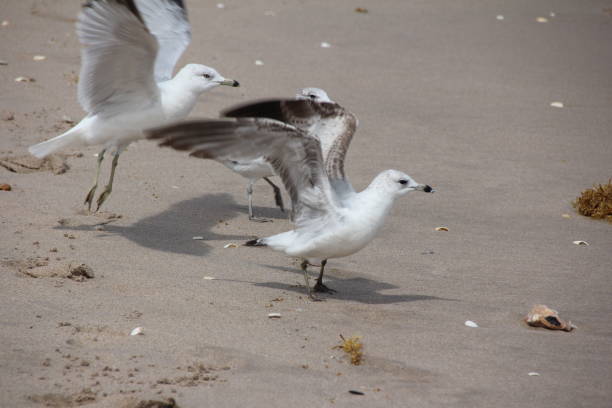 istock Ring-Billed Gull flying in the sky, Palm Beach, Florida, USA 806191690
