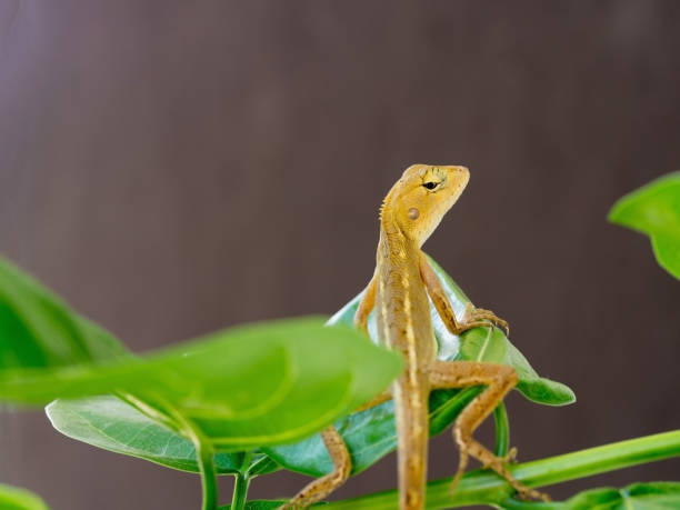 istock Lizard, galliwasp or chameleon is on tree which is camouflage to survive in nature (Selective focus) 806194848