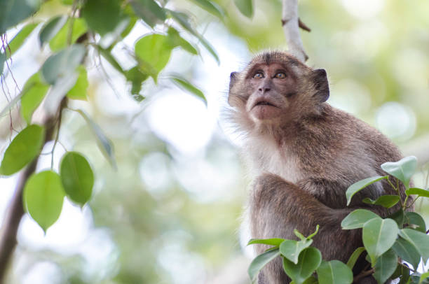 istock Crab-eating macaque (Macaca fascicularis) or long-tailed macaque resting and contemplating on a tree in Thailand 806199160