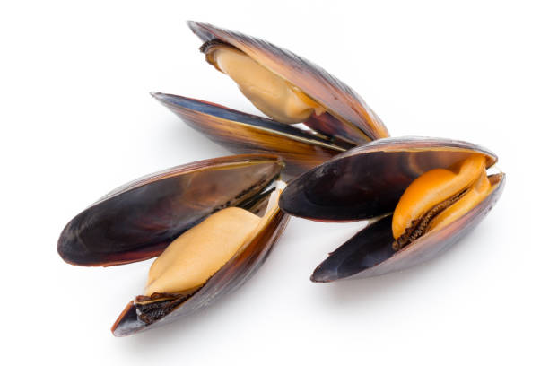 istock Mussels isolated on white background. Sea food. 806199600