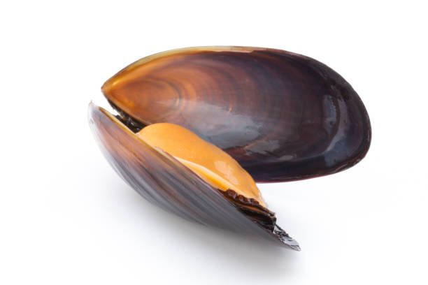 istock Mussels isolated on white background. Sea food. 806199748