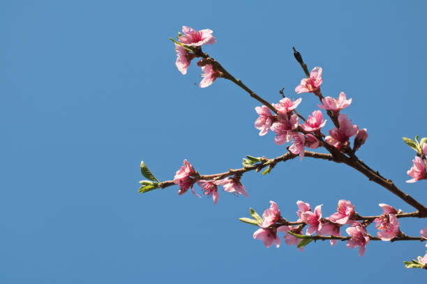 istock spring nectarine colorful pink flowers tree blooming in sunny blue sky as background 806199912