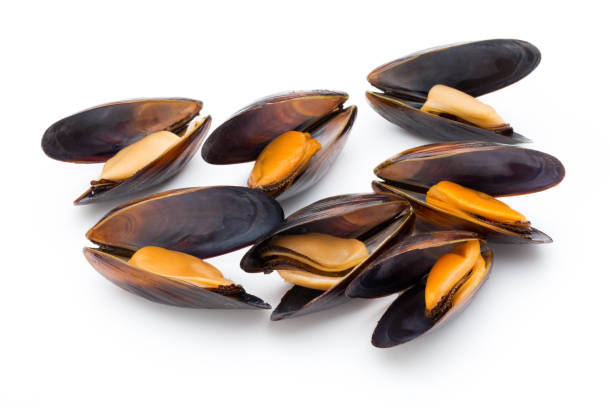istock Mussels isolated on white background. Sea food. 806202446