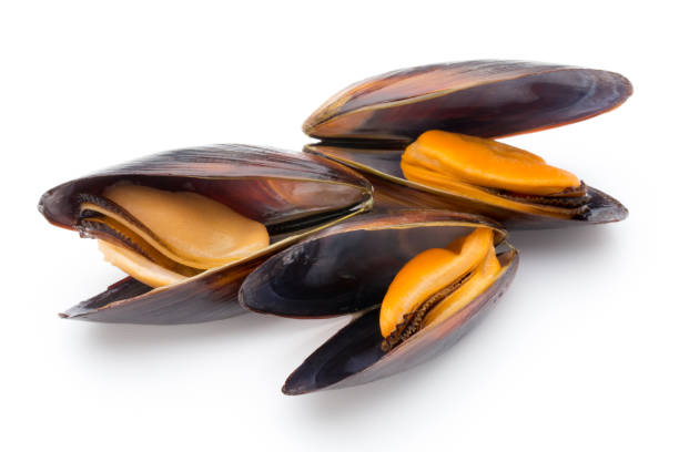 istock Mussels isolated on white background. Sea food. 806202596