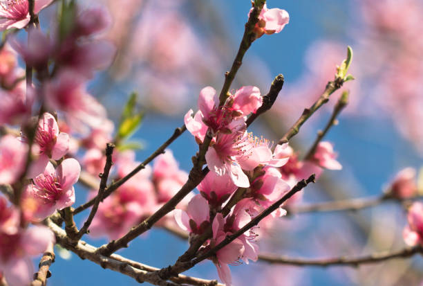 istock spring nectarine colorful pink flowers tree blooming in sunny blue sky as background 806204992